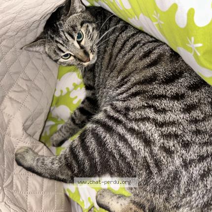 Foto 1/1 Gribouille Chat perdido en Argeles gazost