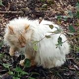 Foto de gato encontrado en Saint Georges Des Coteaux