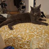 Foto del gato perdido en Villecresnes