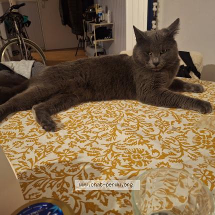 Foto 1/1 ROCKET Chat perdido en Villecresnes