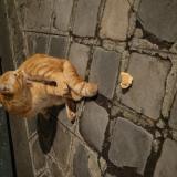 Foto de gato encontrado en Paris