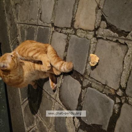 Foto 1/1 Gato encontrado Encontrado en Paris