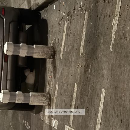 Foto 1/1 Gato encontrado Encontrado en Paris