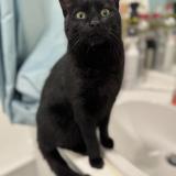 Foto de gato encontrado en Montesson