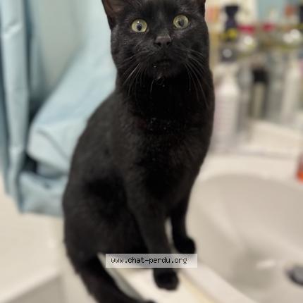 Foto 1/1 Gato encontrado Encontrado en Montesson