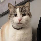 Foto del gato perdido en Pecquencourt