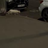 Foto de gato encontrado en Paris