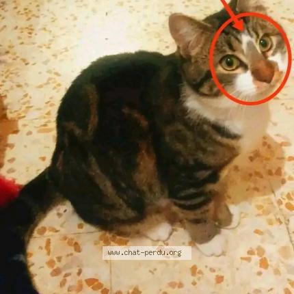 Foto 1/1 Bébélou Chat perdido en Orsan