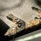 Foto del gato perdido en Raleigh