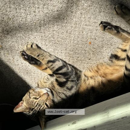 Foto 1/1 Apollo Chat perdido en Raleigh