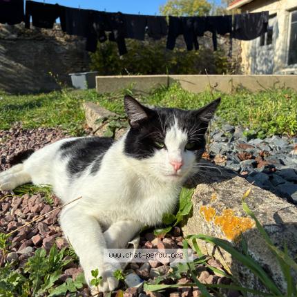 Foto 1/1 Willow Chat perdido en Mezidon vallee d auge