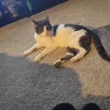 Foto de gato encontrado en Glen Burnie