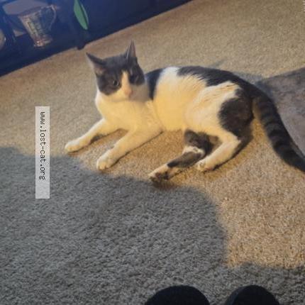 Foto 1/3 Gato encontrado Encontrado en Glen burnie