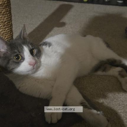 Foto 2/3 Gato encontrado Encontrado en Glen burnie