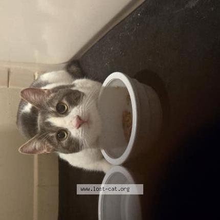 Foto 3/3 Gato encontrado Encontrado en Glen burnie