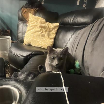 Foto 1/1 Lila Chat perdido en Paris