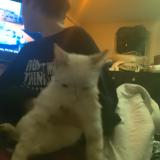 Foto de gato encontrado en Saint Cloud