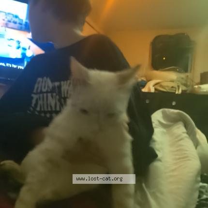 Foto 1/1 Gato encontrado Encontrado en Saint cloud