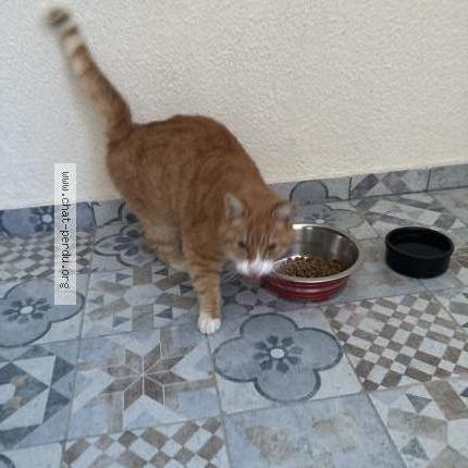 Foto 2/2 Gato encontrado Encontrado en Sainte genevieve