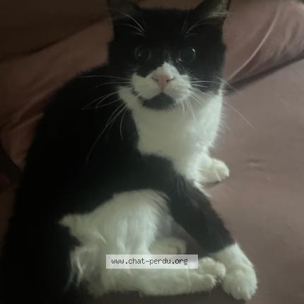 Foto 1/1 Kaalouche Chat perdido en Fagnieres