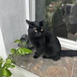 Foto del gato perdido en Marseille