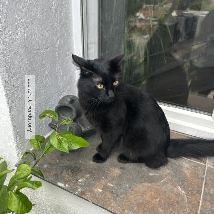 Foto 1/1 Simba Chat perdido en Marseille