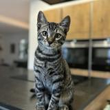 Foto del gato perdido en Marseille