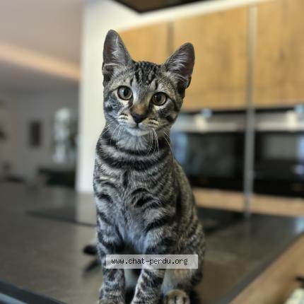 Foto 1/1 Django Chat perdido en Marseille