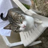 Foto de gato encontrado en Pradines