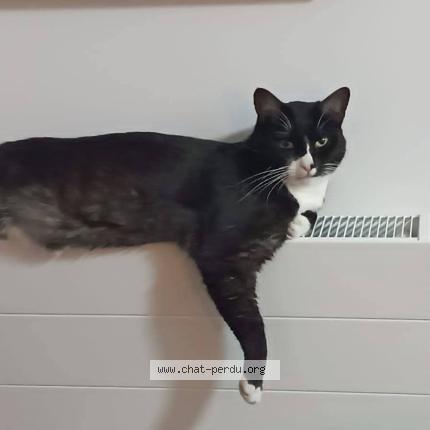 Foto 1/1 Tecko Chat perdido en Auvers sur oise