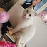 Foto del gato perdido en La Loupe