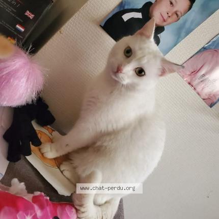 Foto 1/1 Olaf Chat perdido en La loupe