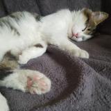 Foto del gato perdido en Grand Rullecourt