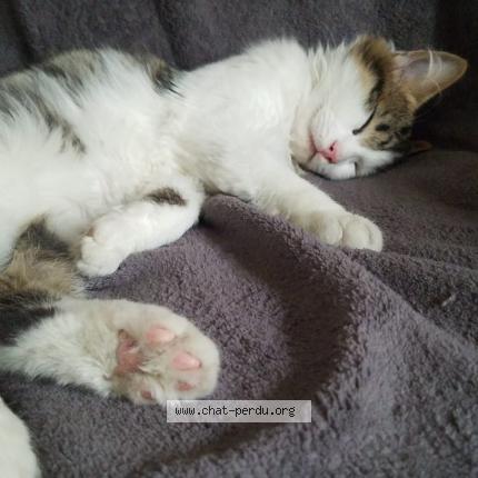 Foto 1/1 Minou Chat perdido en Grand rullecourt