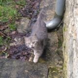 Foto de gato encontrado en Leuhan