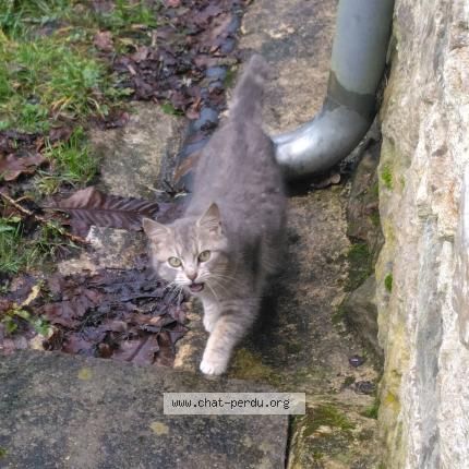 Foto 1/1 Gato encontrado Encontrado en Leuhan