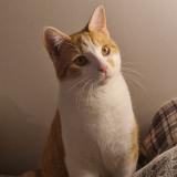 Foto del gato perdido en Exincourt