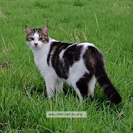 Foto 1/3 Samson Chat perdido en Laroquebrou