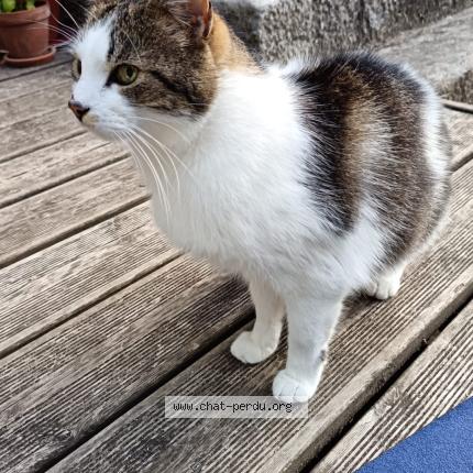 Foto 2/3 Samson Chat perdido en Laroquebrou