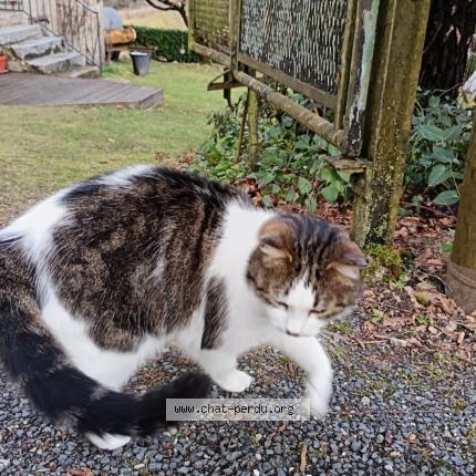 Foto 3/3 Samson Chat perdido en Laroquebrou