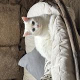 Foto del gato perdido en Cauro