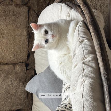 Foto 1/1 N&eacute;ron Chat perdido en Cauro