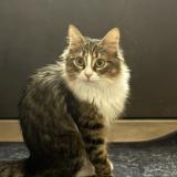 Foto del gato perdido en Loriol Sur Drome