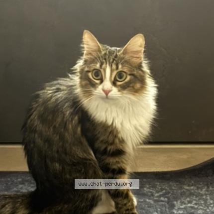 Foto 1/1 Muscat Chat perdido en Loriol sur drome