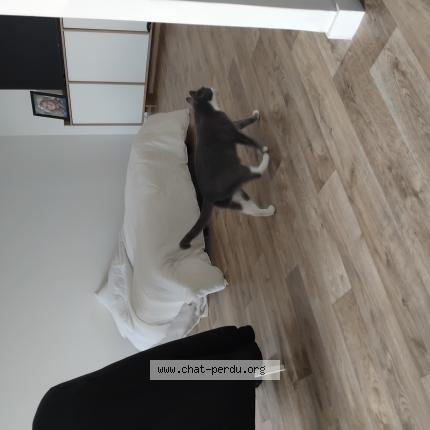 Foto 1/1 Nuage Chat perdido en Longeuil annel