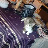 Foto del gato perdido en Labastide Murat