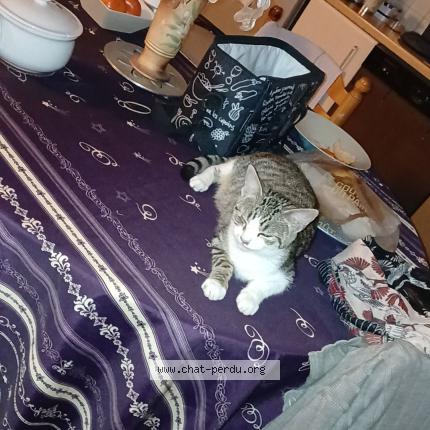 Foto 1/1 Luna Chat perdido en Labastide murat