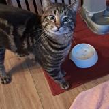 Foto del gato perdido en Aurouer