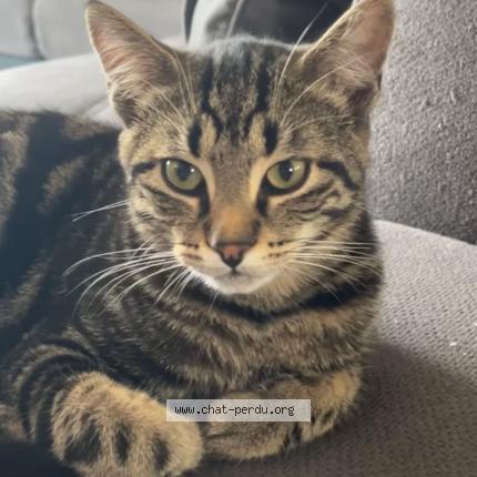 Foto 2/2 Stark Chat perdido en Aurouer