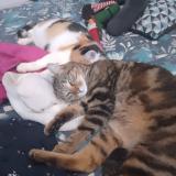 Foto del gato perdido en Inzinzac Lochrist